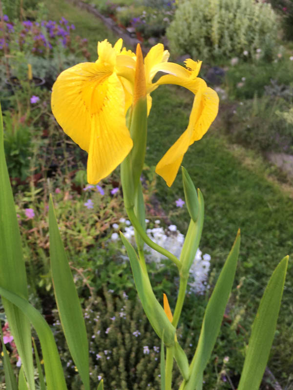 Iris pseudacorus photo